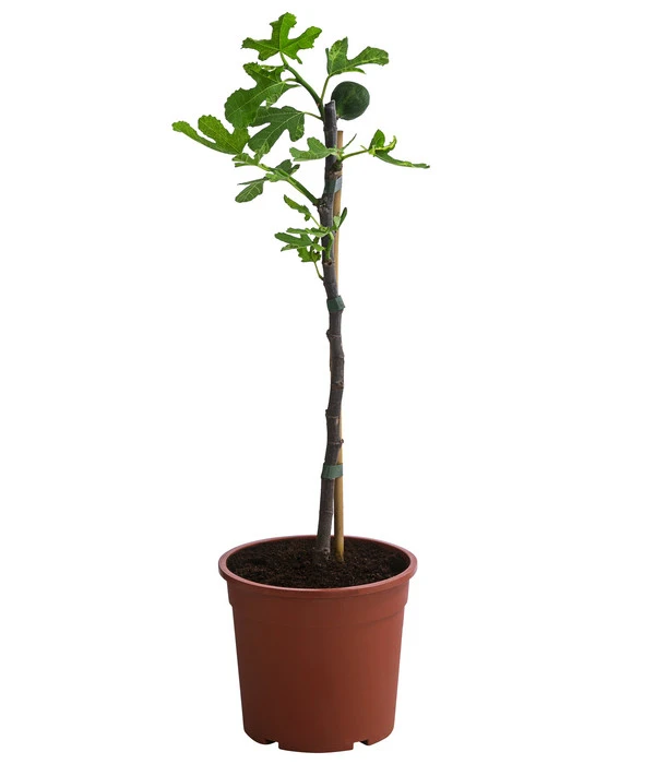 Bornholmfeige 4 Bornholmfeige – Bild 2