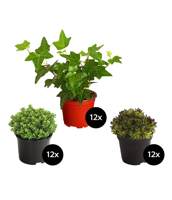 Grabpflanzen-Set Immergrün, 36-teilig 3 Grabpflanzen-Set Immergrün, 36-teilig