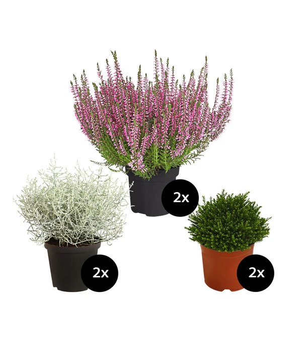 Grabpflanzen-Set Zeitlos, 6-teilig 3 Grabpflanzen-Set Zeitlos, 6-teilig