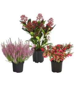 Grabpflanzen-Set Achtungsvoll, 3-teilig