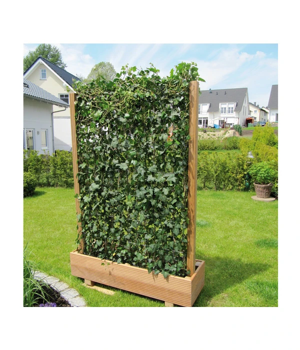 Hecke Am Laufenden Meter® 'Woerneri' - Efeu, Ca. 100 Cm 7 Hecke Am Laufenden Meter® 'Woerneri' - Efeu, Ca. 100 Cm – Bild 5