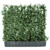 Hecke Am Laufenden Meter® 'Woerneri' - Efeu, Ca. 100 Cm 2 Hecke Am Laufenden Meter® 'Woerneri' - Efeu, Ca. 100 Cm -Garten Werk Zone 7208317 WE FS 001 HederaHelixWoerneriHeckeAmLaufendenMeterEfeu100 120 Helix