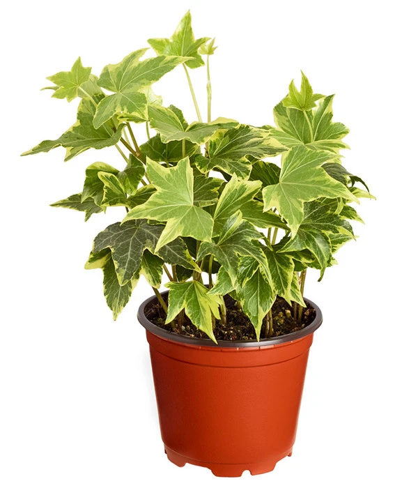 Efeu, Verschiedene Sorten 4 Efeu, Verschiedene Sorten – Bild 2