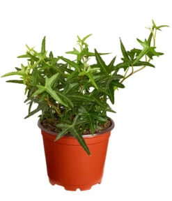 Efeu, Verschiedene Sorten 14 Efeu, Verschiedene Sorten -Garten Werk Zone 7211261 PR FS 002 HederaT9DehnerExpressZS