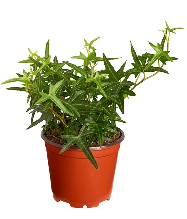 Efeu, Verschiedene Sorten 5 Efeu, Verschiedene Sorten – Bild 3