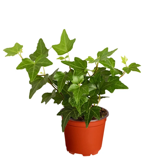 Efeu, Verschiedene Sorten 6 Efeu, Verschiedene Sorten – Bild 4