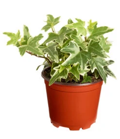 Efeu, Verschiedene Sorten 16 Efeu, Verschiedene Sorten -Garten Werk Zone 7211261 PR FS 004 HederaT9DehnerExpressZS