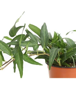 Efeu, Verschiedene Sorten 18 Efeu, Verschiedene Sorten -Garten Werk Zone 7211261 WE DE 001 HederaMixDehnerExpressHerzig