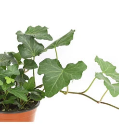 Efeu, Verschiedene Sorten 19 Efeu, Verschiedene Sorten -Garten Werk Zone 7211261 WE DE 002 HederaMixDehnerExpressHerzig