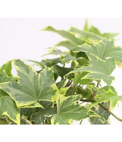 Efeu, Verschiedene Sorten 20 Efeu, Verschiedene Sorten -Garten Werk Zone 7211261 WE DE 003 HederaMixDehnerExpressHerzig