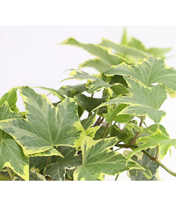 Efeu, Verschiedene Sorten 11 Efeu, Verschiedene Sorten – Bild 9