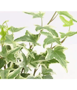 Efeu, Verschiedene Sorten 21 Efeu, Verschiedene Sorten -Garten Werk Zone 7211261 WE DE 004 HederaMixDehnerExpressHerzig