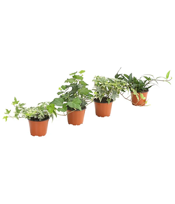 Efeu, Verschiedene Sorten 3 Efeu, Verschiedene Sorten