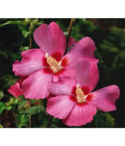 Hibiskus 'Silke' - Garten-Eibisch