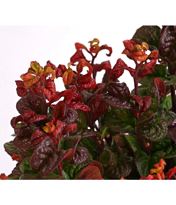 Traubenheide 'Curly Red' 4 Traubenheide 'Curly Red' – Bild 2