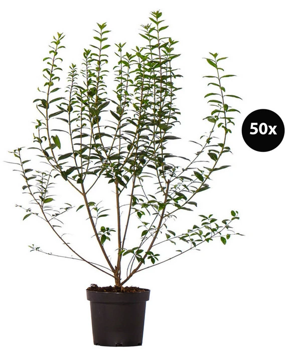 17 Meter Ovalblättriger Liguster, 50 X Ca. 60-100 Cm 3 17 Meter Ovalblättriger Liguster, 50 X Ca. 60-100 Cm