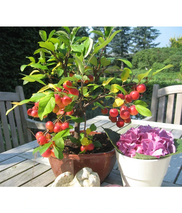 Zierapfel 4 Zierapfel – Bild 2