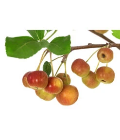 Zierapfel 11 Zierapfel -Garten Werk Zone 7284425 WE DE 001 Malus