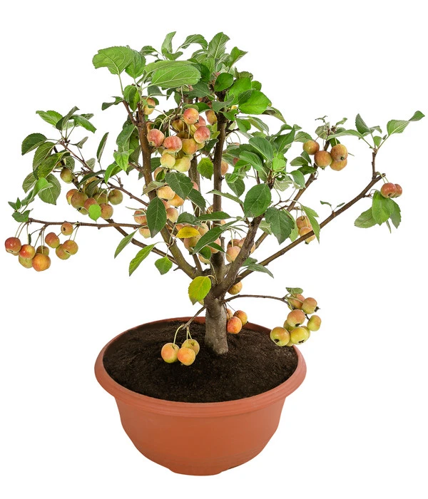 Zierapfel 3 Zierapfel