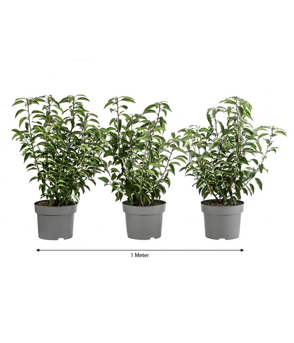 1 Meter Portugiesischer Kirschlorbeer 'Angustifolia', 3 X Ca. 40-60 Cm 3 1 Meter Portugiesischer Kirschlorbeer 'Angustifolia', 3 X Ca. 40-60 Cm