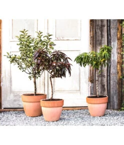 Ausgewählte Produkte -Garten Werk Zone 7357239 WE MO 001 PrunCistenaAllgreen