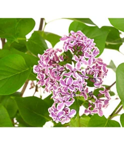 Edelflieder 'Sensation' 9 Edelflieder 'Sensation' -Garten Werk Zone 7495070 WE DE 001 SyringaVulgarisSensationDehnerExpressHerzig