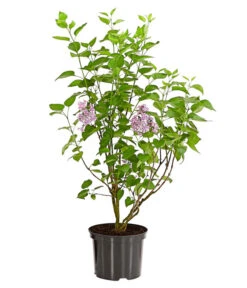 Edelflieder 'Sensation' 8 Edelflieder 'Sensation' -Garten Werk Zone 7495070 WE FS 001 SyringaVulgarisSensationDehnerExpressHerzig