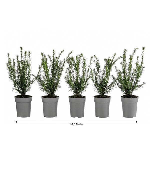 1-1,5 Meter Europäische Eibe, 5 X Ca. 30 Cm 3 1-1,5 Meter Europäische Eibe, 5 X Ca. 30 Cm