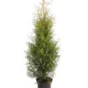 Lebensbaum 'Brabant' 2 Lebensbaum 'Brabant' -Garten Werk Zone 7511371 WE FS 001 LebensbaumThujsaOccidentalisBrabant7 5L