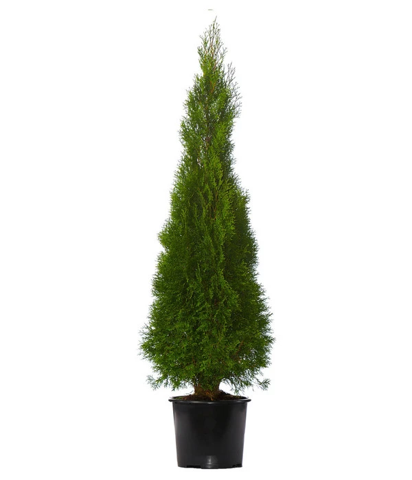 7 Meter Lebensbaum 'Smaragd', 14 X Ca. 125-150 Cm 4 7 Meter Lebensbaum 'Smaragd', 14 X Ca. 125-150 Cm – Bild 2