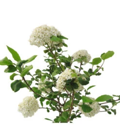 Großblumiger Duft-Schneeball 9 Großblumiger Duft-Schneeball -Garten Werk Zone 7533623 BildFS 001 GrossblumigerDuftSchneeballVibCarlcephalum