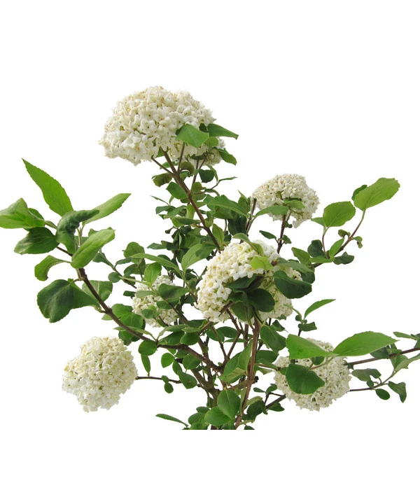 Großblumiger Duft-Schneeball 5 Großblumiger Duft-Schneeball – Bild 3