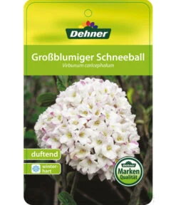 Großblumiger Duft-Schneeball 10 Großblumiger Duft-Schneeball -Garten Werk Zone 7533623 Duftschneeball Etikett 01