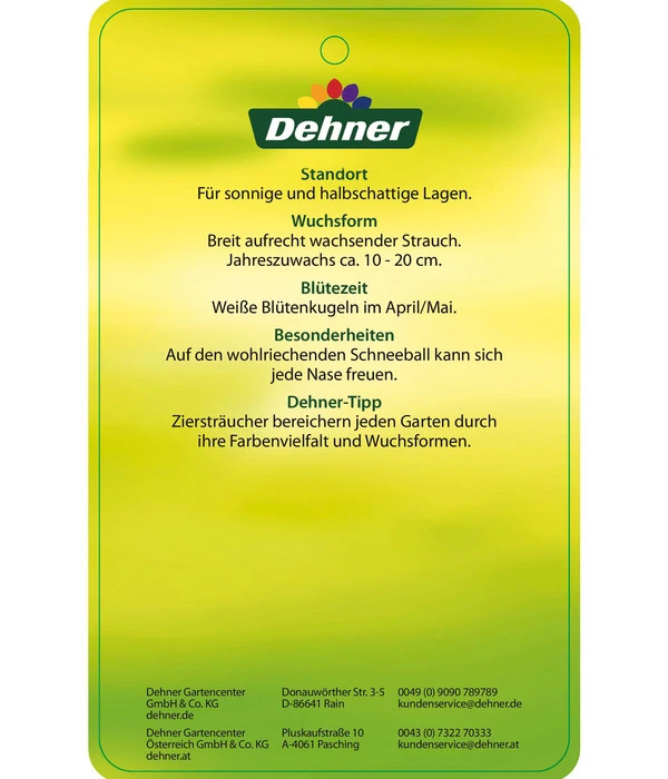 Großblumiger Duft-Schneeball 7 Großblumiger Duft-Schneeball – Bild 5