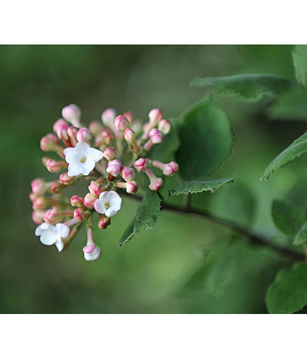 Großblumiger Duft-Schneeball 3 Großblumiger Duft-Schneeball