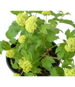 Gefüllter Schneeball 'Roseum' 6 Gefüllter Schneeball 'Roseum' -Garten Werk Zone 7536592 BildFS 001 GefuellterSchneeballRoseumVibOpulusRoseum