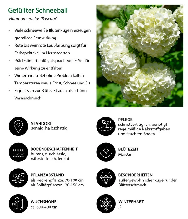 Gefüllter Schneeball 'Roseum' 5 Gefüllter Schneeball 'Roseum' – Bild 3