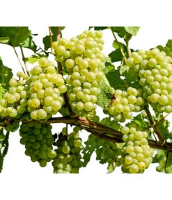 Ausgewählte Produkte 12 Dehner Gourmet Garten Tafeltraube 'Palatina'