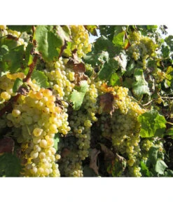 Dehner Gourmet Garten Tafeltraube 'Palatina' 7 Dehner Gourmet Garten Tafeltraube 'Palatina' -Garten Werk Zone 7540099 WE MO 001 GGWeinPalatinaPixabay