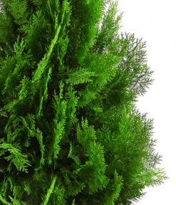 XXL Lebensbaum 'Pyramidalis Aurea', Ca. 125-150 Cm 7 XXL Lebensbaum 'Pyramidalis Aurea', Ca. 125-150 Cm -Garten Werk Zone 7550759 WE DE 001 ThujaPyramidalisXXL