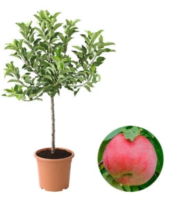 Ausgewählte Produkte 1 Zwergapfel 'Galina'