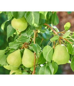 Zwergbirne 'Luisa' 7 Zwergbirne 'Luisa' -Garten Werk Zone 7611999 WE DE 003 PyrusZwergbirneBirnePixabay