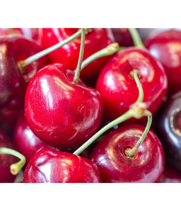 Bio Süßkirsche 'Kordia' 3 Bio Süßkirsche 'Kordia'
