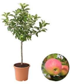 Ausgewählte Produkte 17 Dehner Zwergapfel 'Croquella'