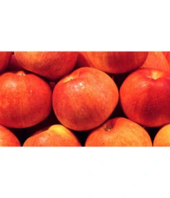 Ausgewählte Produkte -Garten Werk Zone 7621865 WE MO 001 ZergapfelCroquellaPixabay