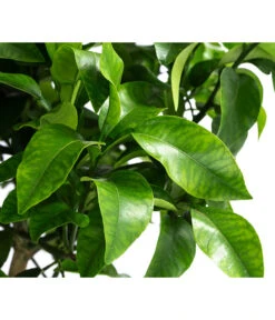 Rosafarbene Grapefruit 7 Rosafarbene Grapefruit -Garten Werk Zone 7622673 WE DE 002 CitrusParadisiiRosaGrapefruitT20