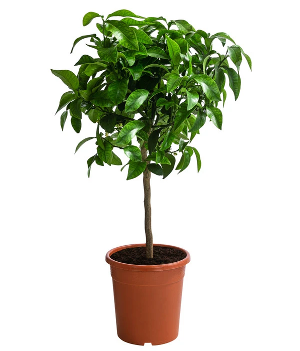 Rosafarbene Grapefruit 3 Rosafarbene Grapefruit