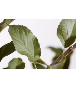 Winterapfel 'Cox Orange' 9 Winterapfel 'Cox Orange' -Garten Werk Zone 7626518 PR DE 001 ApfelCoxOrangeMalusBusch95LiterDehnerExpressZS