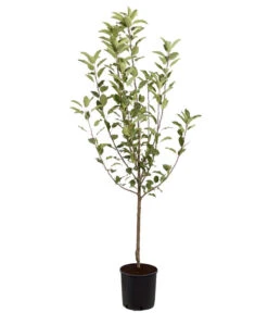 Winterapfel 'Cox Orange' 8 Winterapfel 'Cox Orange' -Garten Werk Zone 7626518 PR FS 001 ApfelCoxOrangeMalusBusch95LiterDehnerExpressZS