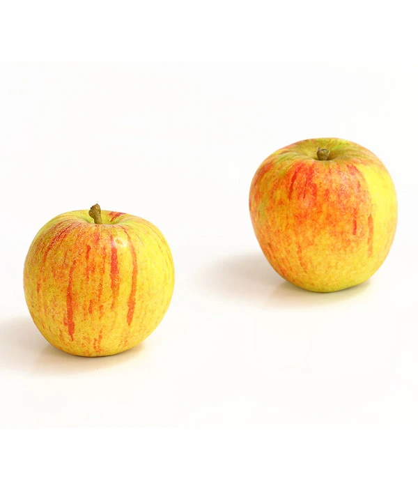 Winterapfel 'Cox Orange' 3 Winterapfel 'Cox Orange'